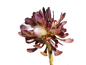 Aeonium Arboreum - 2L
