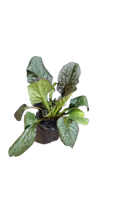 Ajuga reptans 'Catlin's Giant' 4L