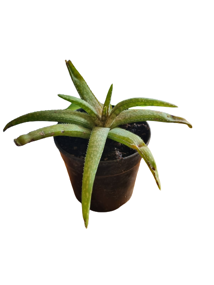 Aloe Vera 12cm