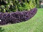 Alternanthera Little Ruby - 12cm