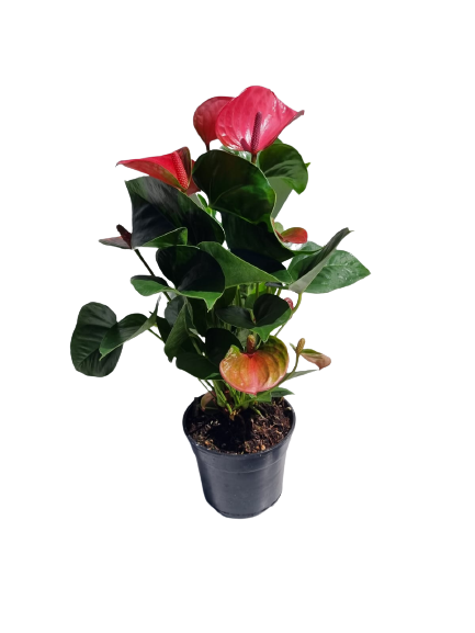 Anthurium 14cm
