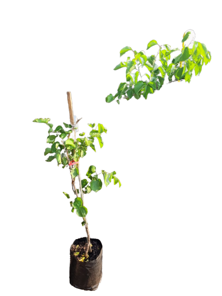 Apricot 'Cape Bebeco' 10L