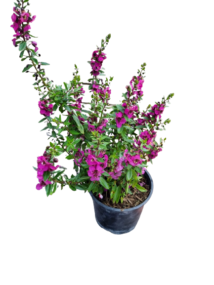 Angelonia Angustifolia 'Archangel' - Mix