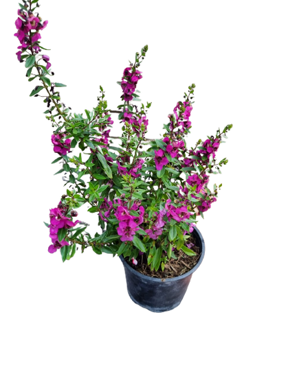 Angelonia Angustifolia 'Archangel' - Mix