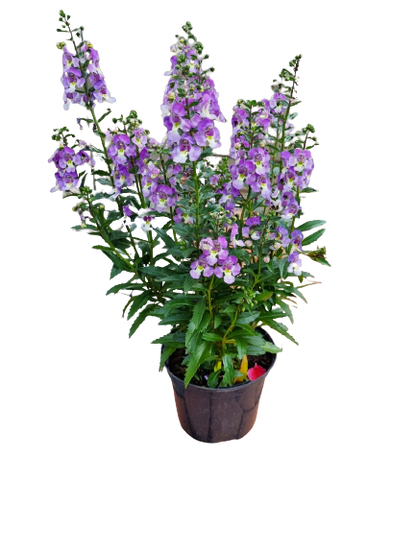 Angelonia Angustifolia 'Archangel' - Mix