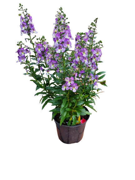 Angelonia Angustifolia 'Archangel' - Mix