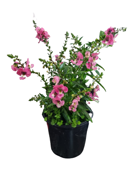 Angelonia Angustifolia 'Archangel' - Mix
