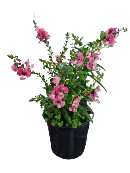 Angelonia Angustifolia 'Archangel' - Mix