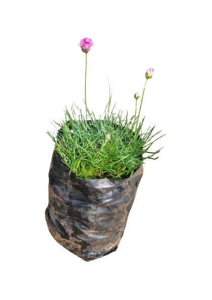 Armeria maritima (Armeria Pink) - Various Sizes