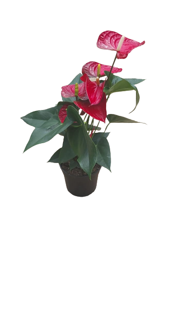 Anthurium 14cm