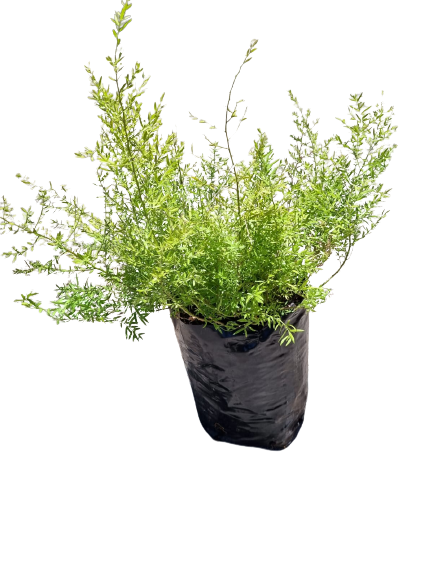 Asparagus Meyer Cwebe 10L