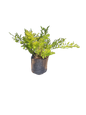 Asparagus Myers (Meyesii) 10L