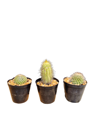 Assorted Cactus - 7.5cm