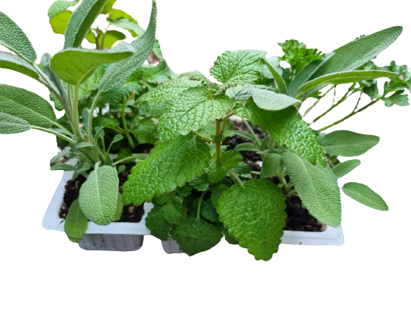Assorted Herbs Mixed 6 pack