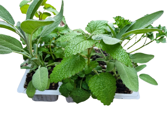 Assorted Herbs Mixed 6 pack