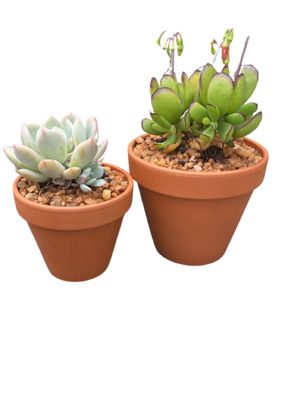 Assorted Succulents in Terracotta Pots - Various Sizes