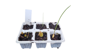 Onion Australian Brown - 6 Pack Seedling Tray