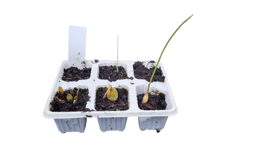 Onion Australian Brown - 6 Pack Seedling Tray