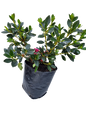 Azalea Magnifica 5L