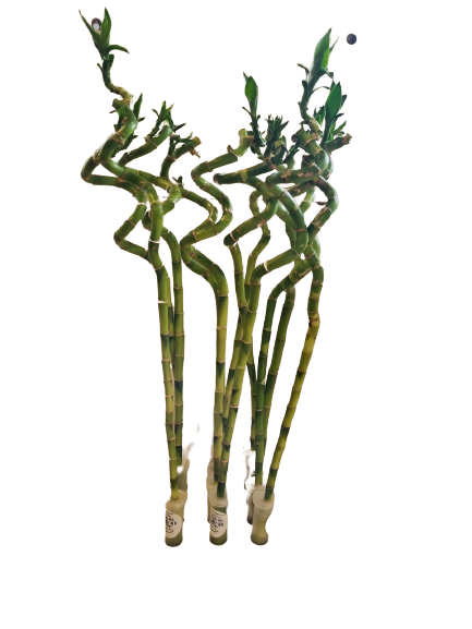 Lucky Bamboo Various