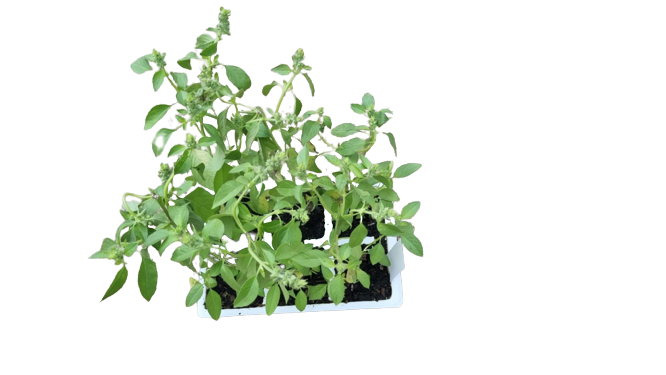 Basil Lemon 6 Pack Seedling Tray