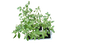 Basil Lemon 6 Pack Seedling Tray