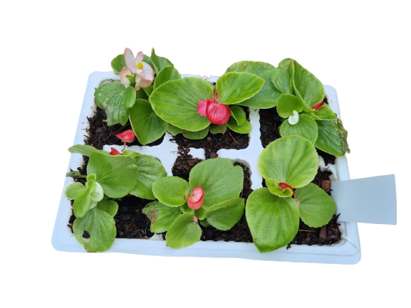 Begonia 6 Pack Seedling Tray (Various Colours)