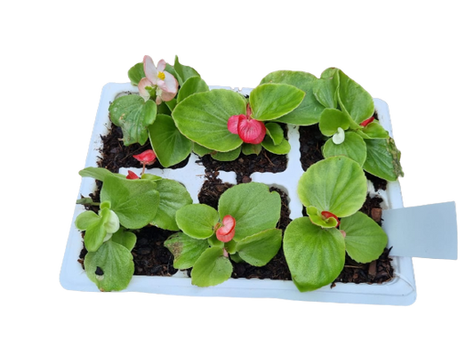 Begonia 6 Pack Seedling Tray (Various Colours)