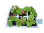Begonia 6 Pack Seedling Tray (Various Colours)