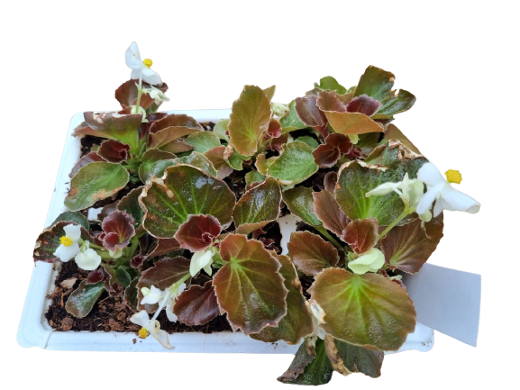 Begonia 6 Pack Seedling Tray (Various Colours)