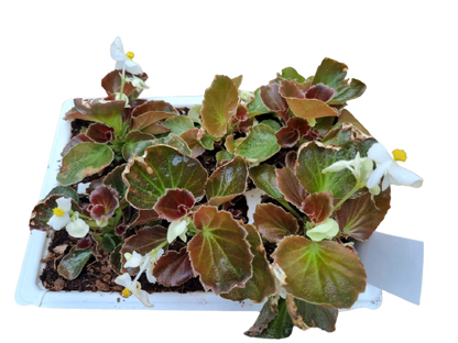 Begonia 6 Pack Seedling Tray (Various Colours)
