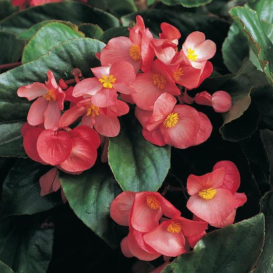 Begonia x Hybrida 'Dragon Wing' - 20cm Hanging Basket