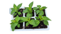 Birds Eye Hot Pepper 6 Pack Seedling Tray