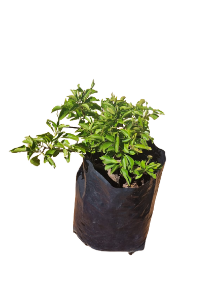Bougainvillea assorted - 5L