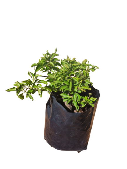 Bougainvillea assorted - 5L