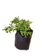 Bougainvillea assorted - 5L