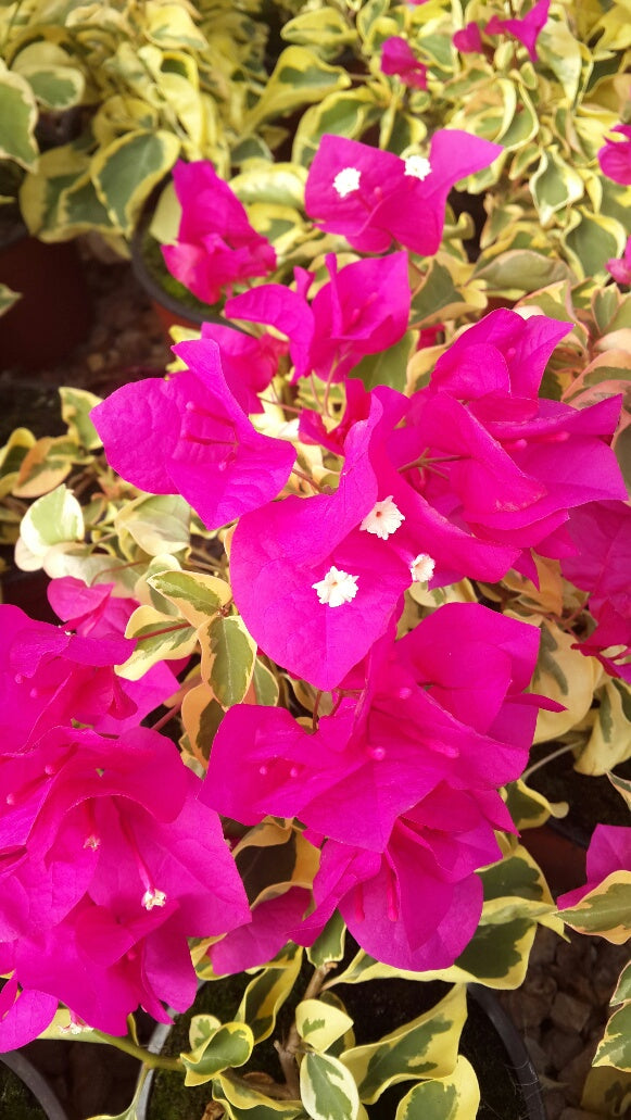 Bougainvillea Tropical Rainbow 20lt