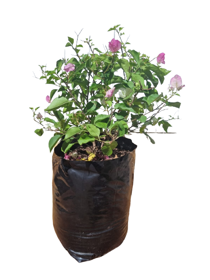 Bougainvillea Ball Various Colours 20L