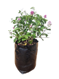 Bougainvillea Ball Various Colours 20L