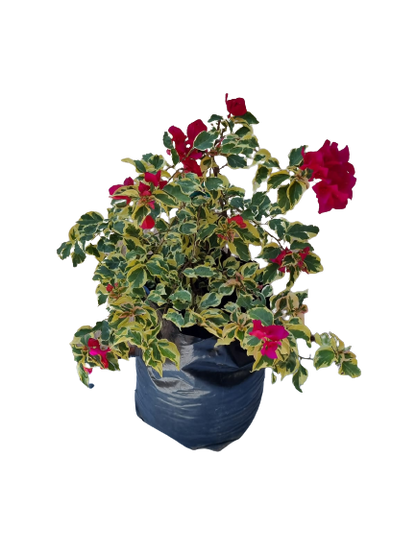 Bougainvillea Tropical Rainbow 20lt
