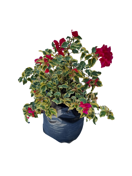 Bougainvillea Tropical Rainbow 20lt