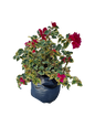 Bougainvillea Tropical Rainbow 20lt