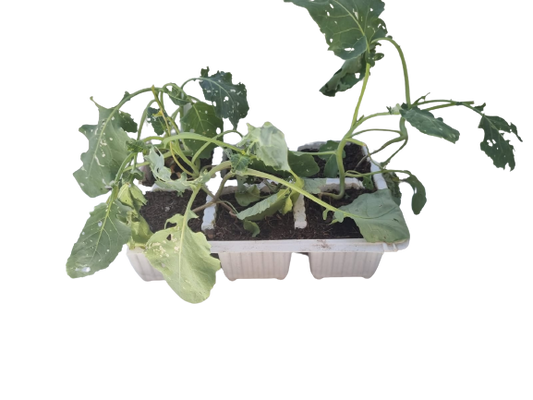 Broccoli - 6 Pack Seedling Tray