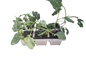 Broccoli - 6 Pack Seedling Tray