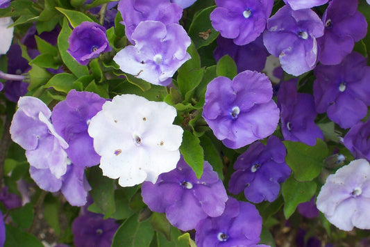 Brunfelsia Pauciflora Exima - 4L
