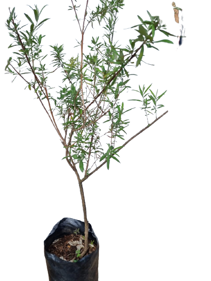 Buddleja Saligna 20L