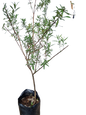 Buddleja Saligna 20L