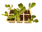 Cabbage Drumhead - 6 Pack Seedling Tray
