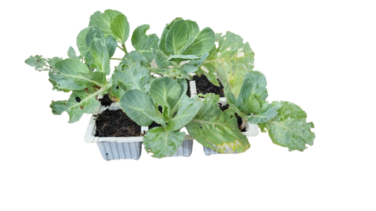 Cabbage Glory of Enkhuizen 6 pack seedlings