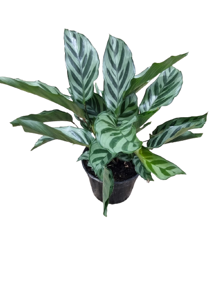 Calathea Freddy 14cm
